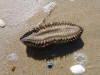 Description de l'image Aphrodita_aculeata2.jpg.