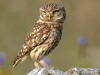 Description de l'image Athene noctua (portrait) crop2.jpg.