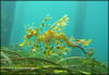 Leafy Sea Dragon SA.jpg