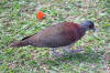 Description de l'image Malagasy Turtle Dove - Streptopelia picturata.jpg.