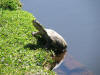 Pelomedusa subrufa - African Marsh Terrapin - Garden Pond 7.JPG