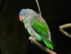 Description de l'image Blue-rumped Parrot Psittinus cyanurus (6970039210) (cropped).jpg.