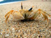 Crabe jaune, dress sur ses pattes sur une plage, aux yeux au-dessus de la tte et aux pinces dissymtriques
