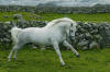 Gentle Dancer, talon connemara, en Irlande.