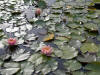 Nnuphars roses (Nymphaea 'Fabiola').