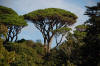Description de l'image Pinus pinea Wellington Botanic Gardens.jpg.
