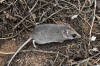 Description de l'image Sminthopsis dolichura 225432371.jpg.
