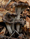 2011-11-20 Craterellus cornucopioides (L.) Pers 183522 cropped.jpg