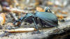 Description de l'image Cychrus caraboides side.jpg.