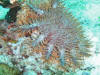 Grosse acanthaster parseme de papules rouge bien visibles, sur fond corallien.