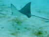 Description de cette image, galement commente ci-aprs