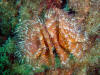 Description de l'image Bispira volutacornis.jpg.