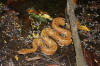 Cuban Giant Trope (Tropidophis melanurus) (8577519422).jpg