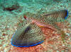 Dactylopterus volitans.jpg