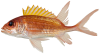 Holocentrus adscensionis - pone.0010676.g033.png