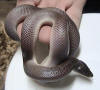 Description de l'image Loxocemus bicolor.jpg.