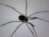 Mitostoma chrysomelas - Wikipedia