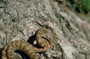 Description de l'image Night_snake_New_Mexico.jpg.