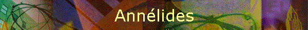Annlides