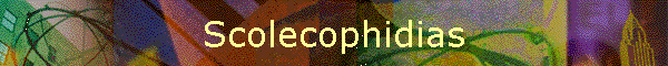 Scolecophidias