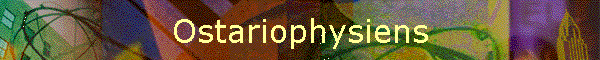 Ostariophysiens