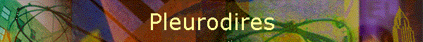 Pleurodires