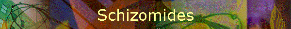 Schizomides