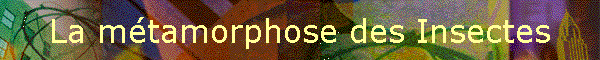 La mtamorphose des Insectes