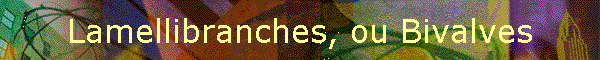 Lamellibranches, ou Bivalves