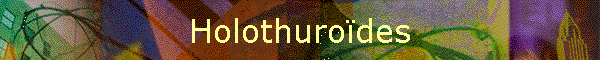Holothurodes