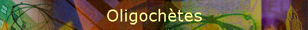 Oligochtes