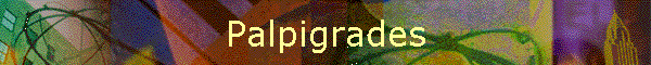 Palpigrades