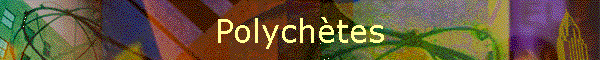 Polychtes
