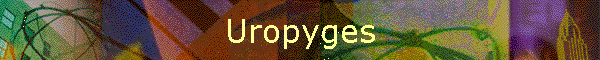 Uropyges