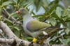 Colombar  front nuadulte, identification