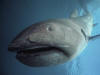 Tawan : six requins grande-gueule pchs en seulement quatre jours