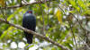 Founingo bleuadulte