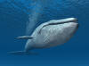 Baleine bleue : 7 choses  savoir sur le plus grand animal de la plante
